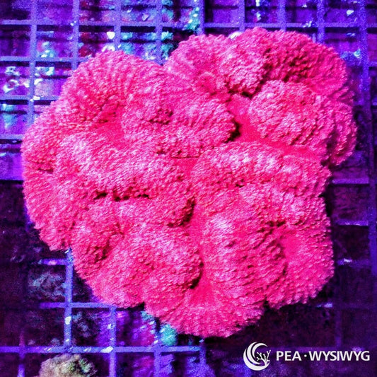 Coral Colony - Lobophyllia - Red WYSIWYG