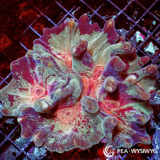 Ultra Coral Colony - Pectinia - Mottled - WYSIWYG