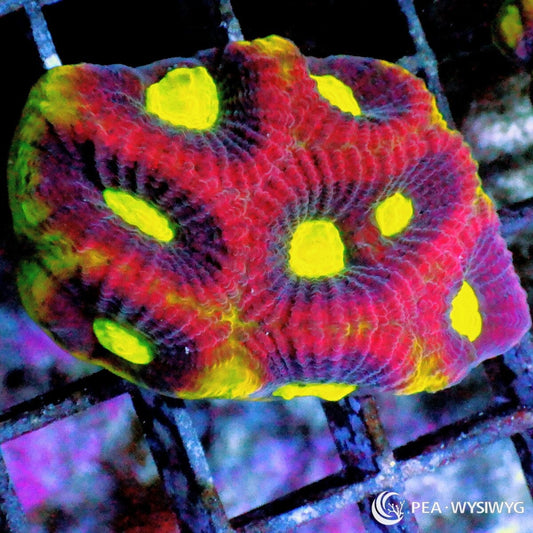 Dragon Soul Favia Dipsastraea species WYSIWYG premium LPS coral frag