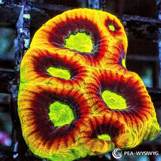 Soul Favia WYSIWYG LPS coral frag with neon green centers, golden yellow rim, and deep red-orange tissue