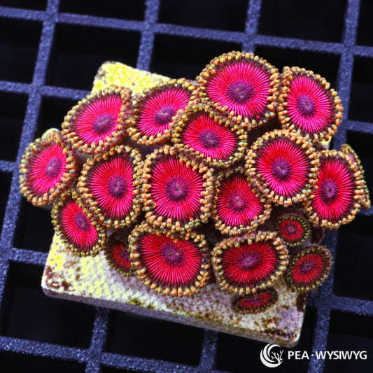 Exotic Fushia Zoanthids Zoanthus sp. WYSIWYG coral frag with vivid fuchsia-magenta centers, purple mouths, and golden-tan skirts