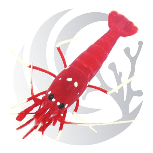 Fire Shrimp (Lysmata debelius), cleaner and scavenger, medium saltwater aquarium invert
