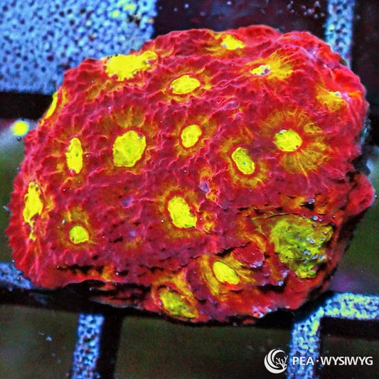 Fireball Favites Favites species WYSIWYG premium LPS coral frag