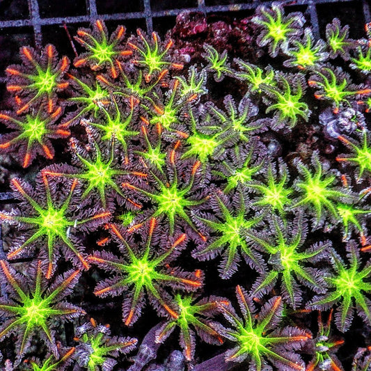 Fireworks Clove Polyps Clavularia species soft coral colony