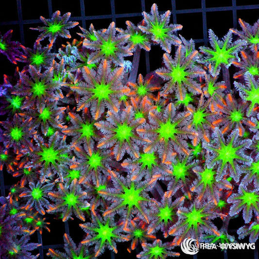 WYSIWYG Fireworks Clove Polyps soft coral colony with neon green centers, purple polyps, and orange highlights