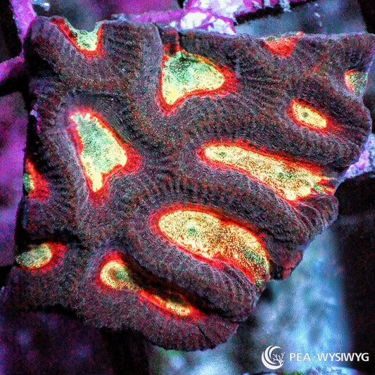 Flame Kissed Platygyra Maze Brain Platygyra species WYSIWYG premium LPS coral frag