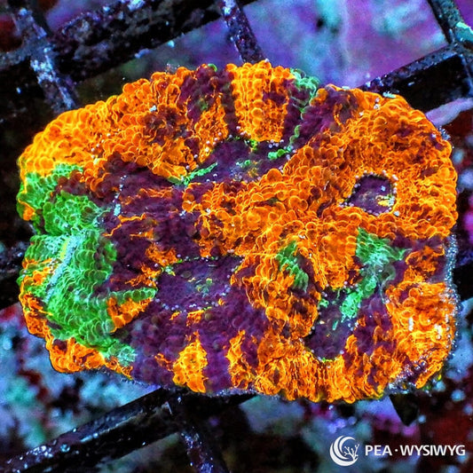 Fruit Salad Acan Echinata Acanthastrea echinata WYSIWYG coral frag with orange tissue, purple burgundy mottling, bright green accents, and textured encrusting growth