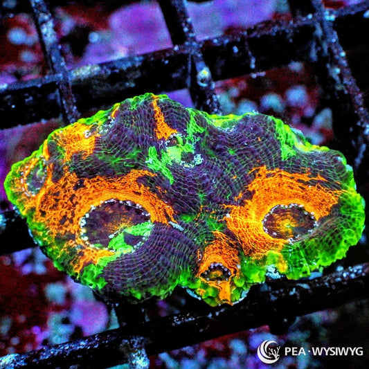 Fruit Salad Acan Echinata Acanthastrea echinata WYSIWYG coral frag with orange tissue, green accents, dark purple burgundy mottling, and textured encrusting growth