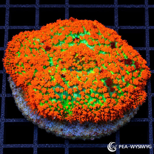 Fuzzy Navel Carpet Mushroom Rhodactis sp. WYSIWYG coral with fluorescent green tissue covered in vivid orange branching vesicles