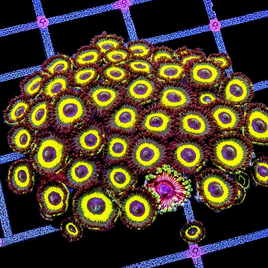 Gold Hornet Zoanthids Zoanthus sp. WYSIWYG coral with yellow rings and purple centers