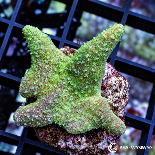 Green Devil’s Hand Leather Lobophytum sp. WYSIWYG coral with bright green lobes and small pale green polyps