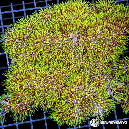 WYSIWYG Green Encrusting Star Polyps soft coral colony with dense green polyps and white centers on reef grid