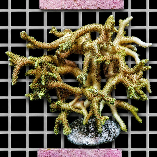 Green Polyp Bird’s Nest Seriatopora hystrix SPS coral colony