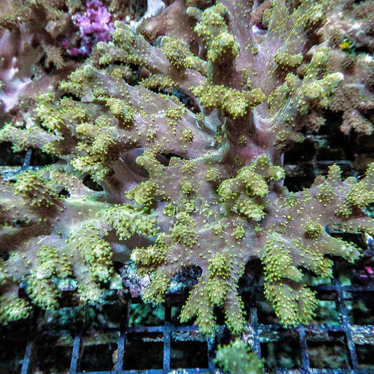 Green Polyp Lobophytum Finger Leather Lobophytum species soft coral colony