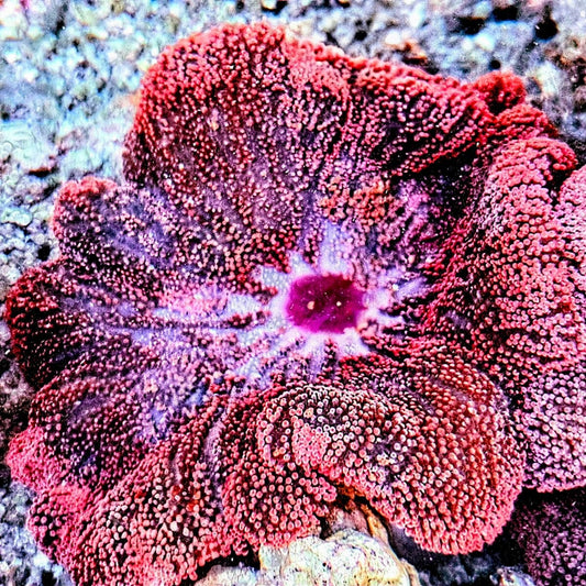 Red Haddoni Carpet Anemone with bright red pink texture and deep pink-purple center for saltwater aquariums