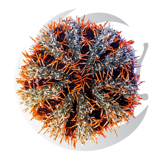 Halloween Urchin (Tripneustes gratilla), algae grazer, medium saltwater aquarium invert