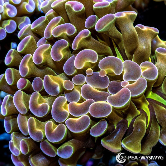 WYSIWYG Hologram Branching Hammer Euphyllia coral with iridescent purple, green, and gold tones