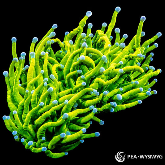 WYSIWYG Holy Grail Torch Euphyllia coral with neon yellow-green tentacles and blue-tinted tips