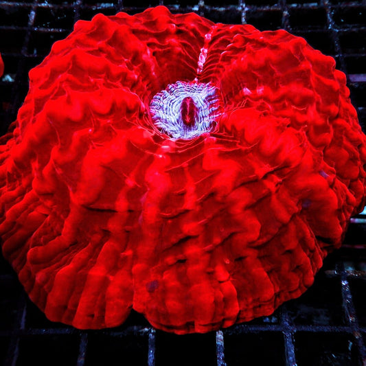 Incredible Red Cynarina Cynarina lacrymalis WYSIWYG LPS coral colony