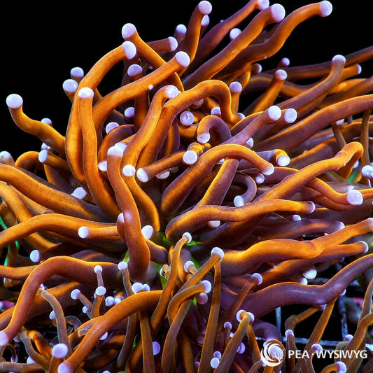 WYSIWYG King’s Ransom Torch Euphyllia coral with orange tentacles and pale purple-white tips