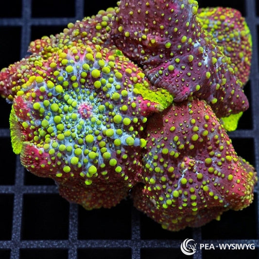Lava Lamp Discosoma Mushrooms Discosoma sp. WYSIWYG coral frag with burgundy-purple tissue and fluorescent lime-green vesicles