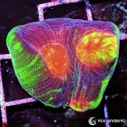 Ultra Lime Rim Acan Rotundoflora WYSIWYG LPS coral with purple,