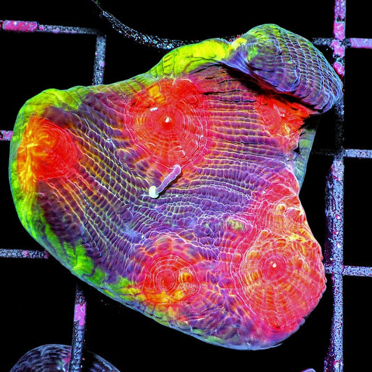 Lime Rim Acan Rotundoflora Acanthastrea rotundoflora WYSIWYG LPS coral with red and green polyps