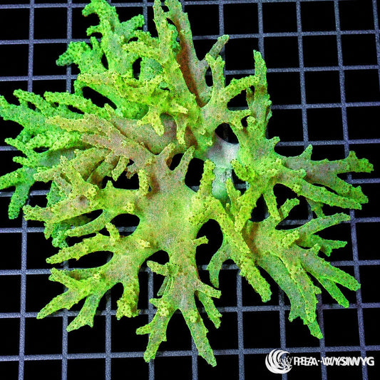 WYSIWYG Lime Sinularia Finger Leather soft coral colony with pale lime green branching structure on reef grid