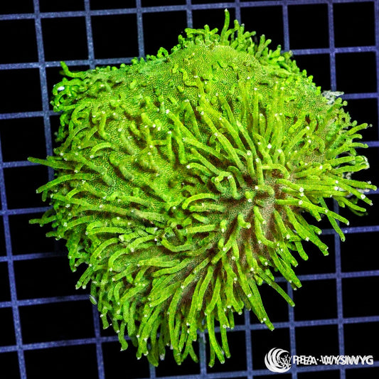 WYSIWYG Long Polyp Lime Toadstool Leather soft coral colony with bright green extended polyps