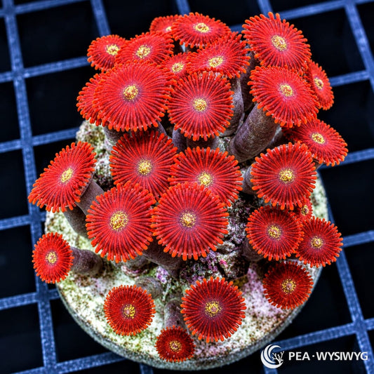 Magician Zoanthids Zoanthus sp. WYSIWYG colony with vivid crimson-red polyps, burgundy shading, and bright yellow-cream speckled centers
