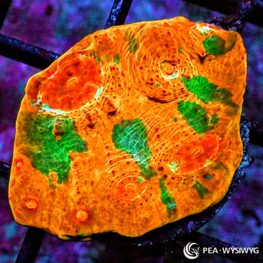 Magnificent Chalice WYSIWYG LPS coral with orange, green, and bright red-orange rim coloration
