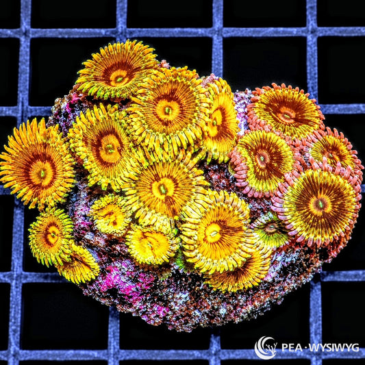 Mixed Super Ultra Goldies Zoanthids Zoanthus sp. WYSIWYG coral with gold, yellow, orange, bronze, pink, and green coloration