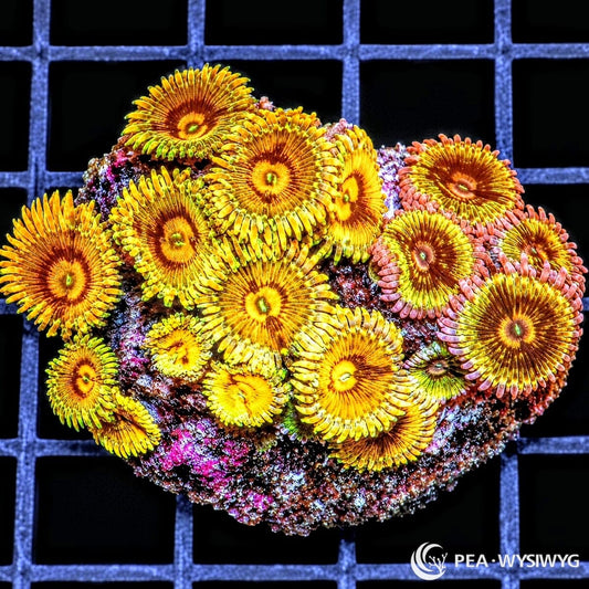 Mixed Super Ultra Goldies Zoanthids Zoanthus sp. WYSIWYG coral with gold, yellow, orange, bronze, pink, and green coloration