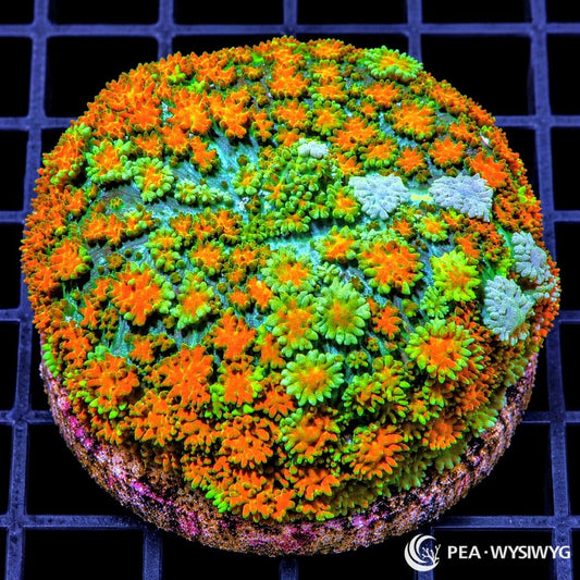Multi-Color Carpet Mushroom Rhodactis sp. WYSIWYG coral with fluorescent orange, green, yellow-green, and pale mint textured coloration