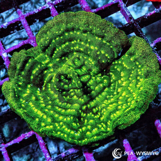 Neon Plating Psammacora Psammocora contigua WYSIWYG premium coral frag