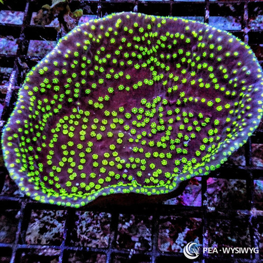 Neon Polyp Scrolling Turbinaria Turbinaria sp. WYSIWYG coral frag with dark purple burgundy plating growth, bright neon green polyps, and scrolling stony coral structure