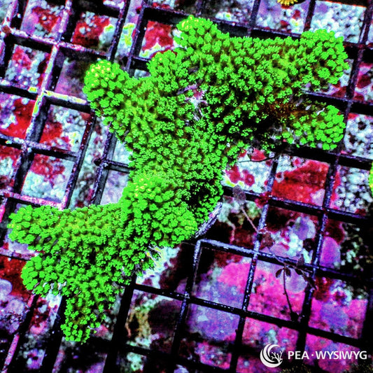 Neon Polyp Stylophora WYSIWYG SPS coral frag with bright green polyps and branching growth