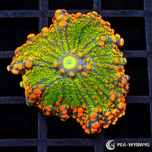 Orange Green Ricordea Yuma Ricordea yuma WYSIWYG coral frag with bright green tissue, vivid orange vesicles, and yellow-green center