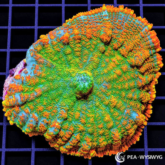 Orange Krinkles Rhodactis Mushroom Rhodactis sp. WYSIWYG coral with turquoise-green tissue and vivid orange raised vesicles