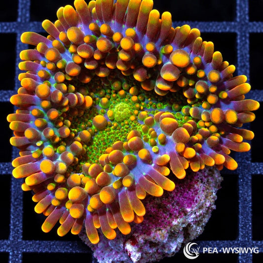 Orange Lime Ricordea Yuma Ricordea yuma WYSIWYG coral frag with bright orange vesicles, lime-green center, and purple tissue