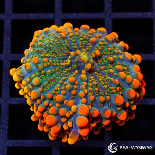 Orange Tip Ricordea Yuma Ricordea yuma WYSIWYG coral frag with blue-green tissue and vivid fluorescent orange vesicle tips