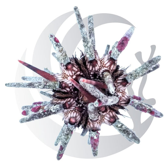 Pencil Urchin (Eucidaris tribuloides), opportunistic grazer, large saltwater aquarium invert