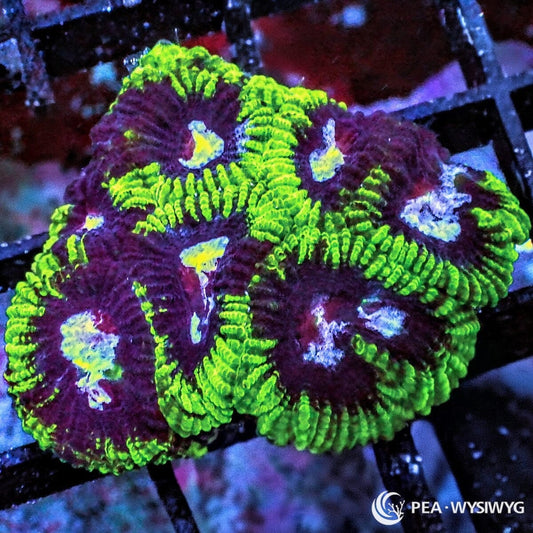 Peppermint Mosaic Pleiastrea Plesiastrea sp. WYSIWYG coral frag with burgundy red tissue, bright green ridges, mosaic patterning, and encrusting stony coral growth.