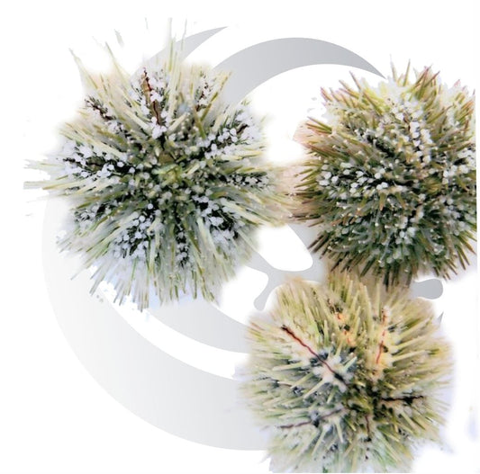 Pincushion Urchin (Lytechinus variegatus), algae grazer, medium saltwater aquarium invert