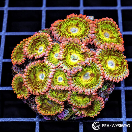 Pink Fringe Gold Zoanthids Zoanthus sp. WYSIWYG coral with fluorescent golden-yellow centers, dark radial markings, and salmon-pink tentacle skirts