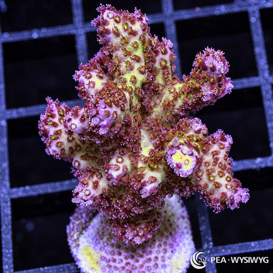 Pink Pocillopora Pocillopora sp. WYSIWYG coral with cream-yellow green branches, pink tips, and reddish-brown polyps