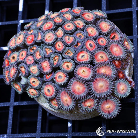 Pink Posey Zoanthids Zoanthus sp. WYSIWYG colony with pink-salmon faces, pale cream centers, and lavender-blue skirts