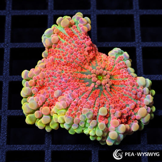Pink Red Ricordea Yuma Ricordea yuma WYSIWYG coral frag with vivid pink-red vesicles and pale green outer highlights