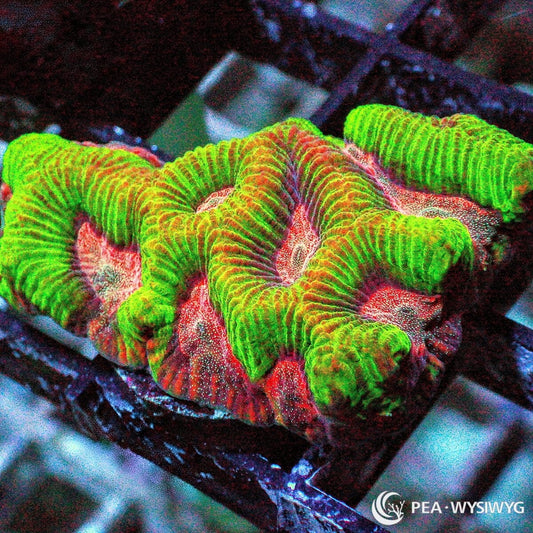 Ultra Platygyra Maze Brain WYSIWYG LPS coral frag with bright green ridges and pink-red maze patterning