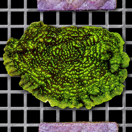 Plating Neon Psammocora Psammocora species WYSIWYG coral colony